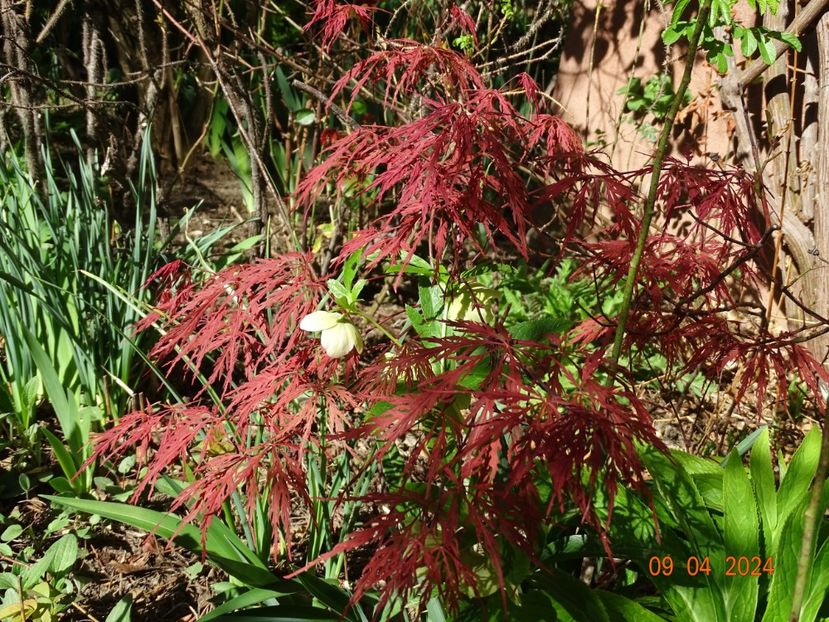  - Copacei si arbusti 2024