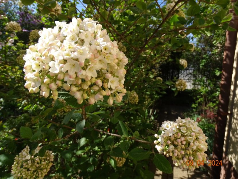  - Copacei si arbusti 2024