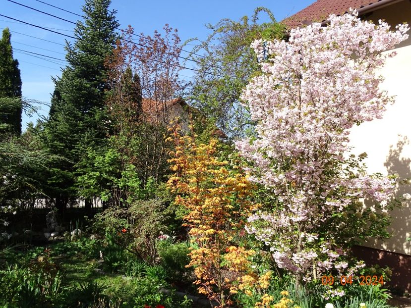  - Copacei si arbusti 2024