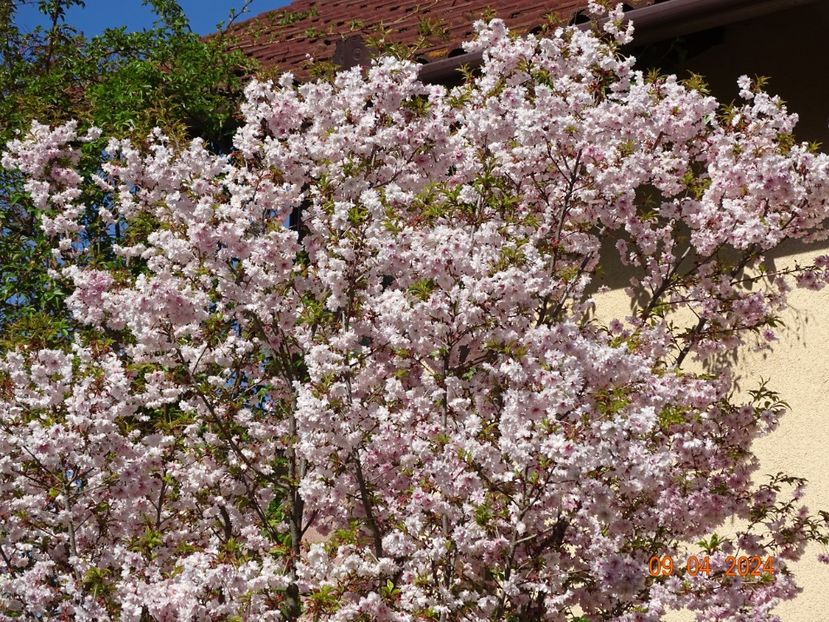  - Copacei si arbusti 2024