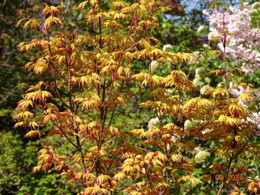  - Copacei si arbusti 2024