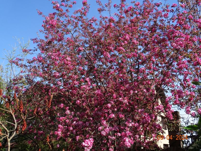  - Copacei si arbusti 2024