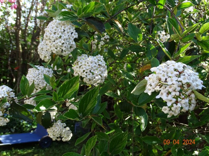  - Copacei si arbusti 2024