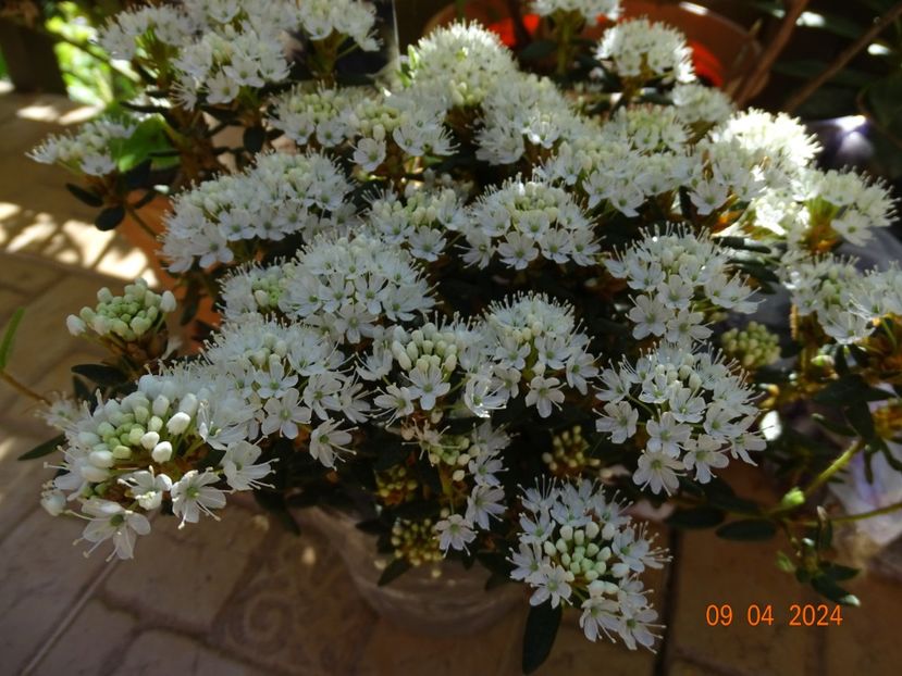 ledum groenlandicum Helma - Copacei si arbusti 2024