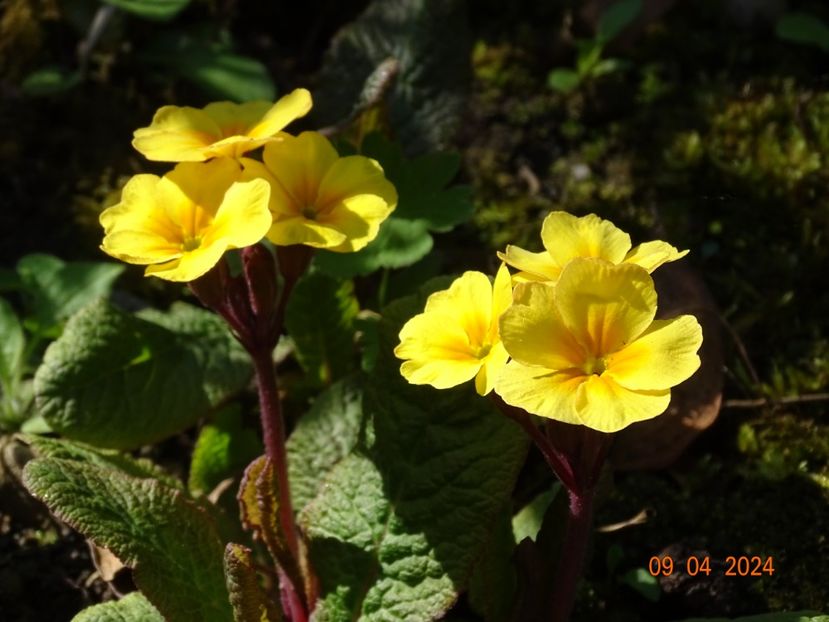  - Primule 2024