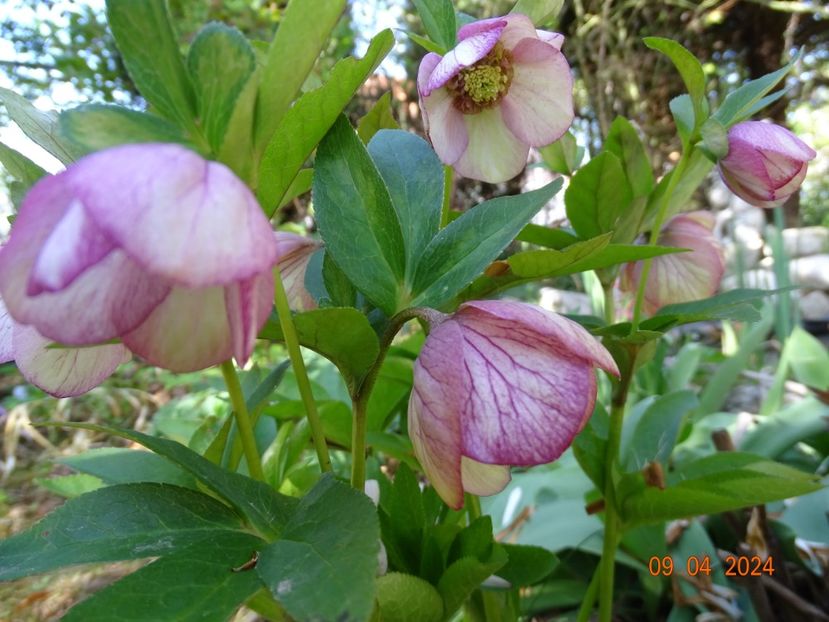  - Helleborus 2024