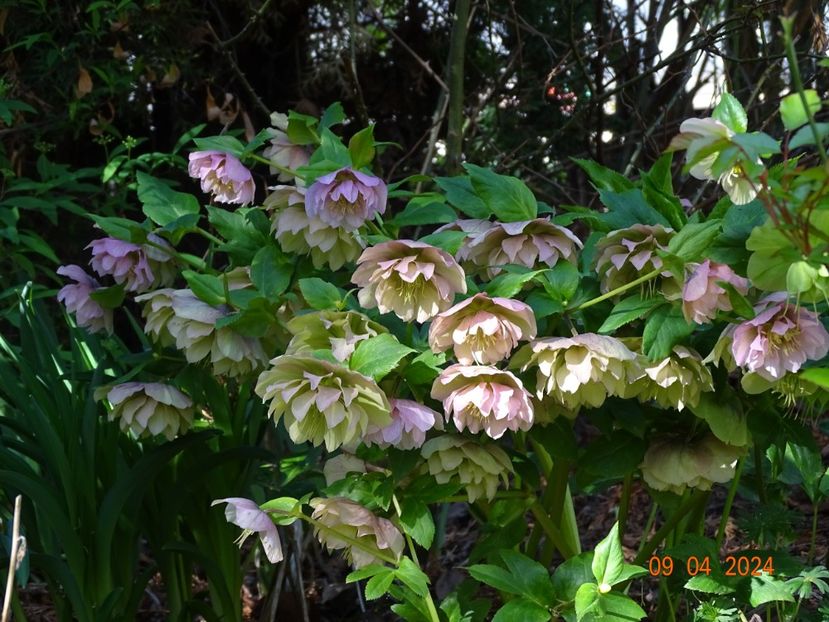  - Helleborus 2024