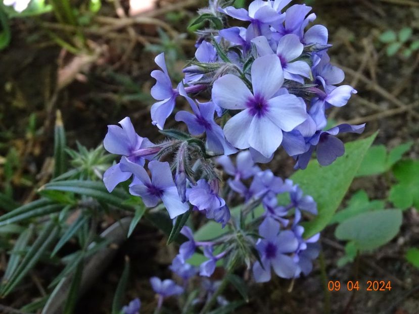 - Phlox 2024
