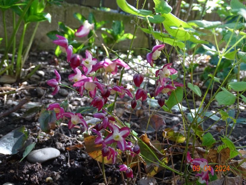 epimedium rubrum - Primavara 2024