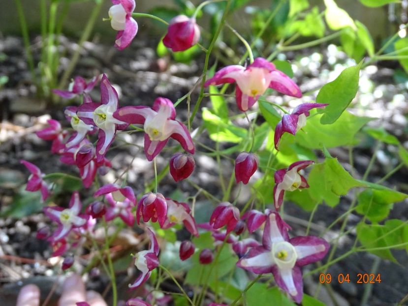 epimedium rubrum - Primavara 2024