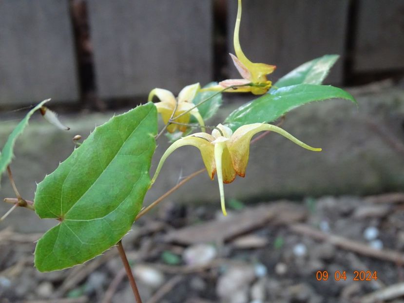 epimedium Amber Queen - Primavara 2024