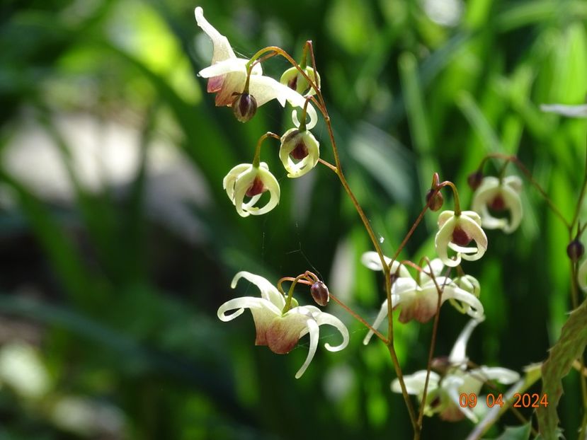 epimedium Domino - Primavara 2024