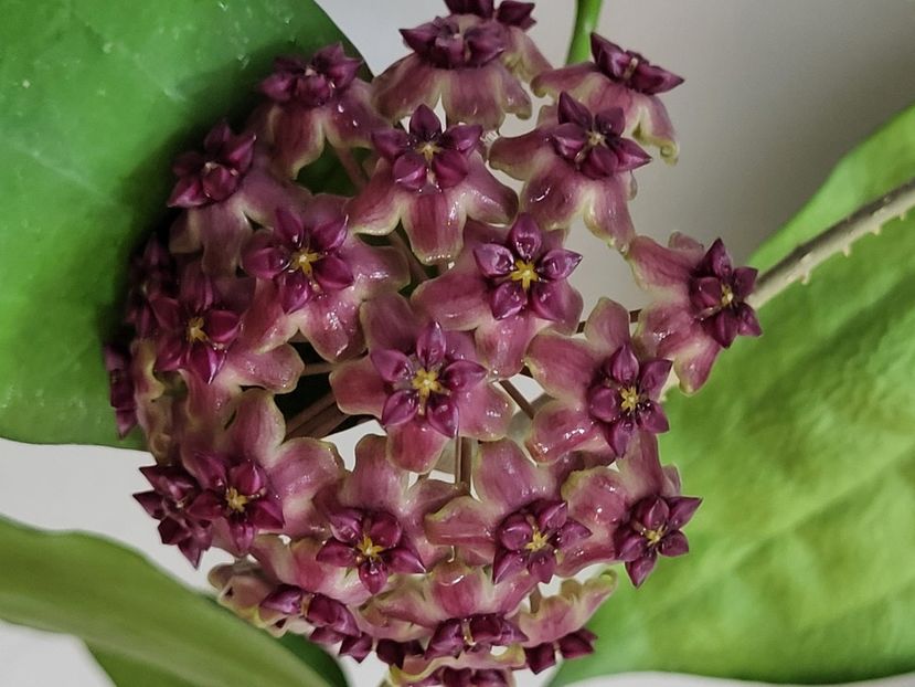  - Hoya Cinnamomifolia var purpureofusca