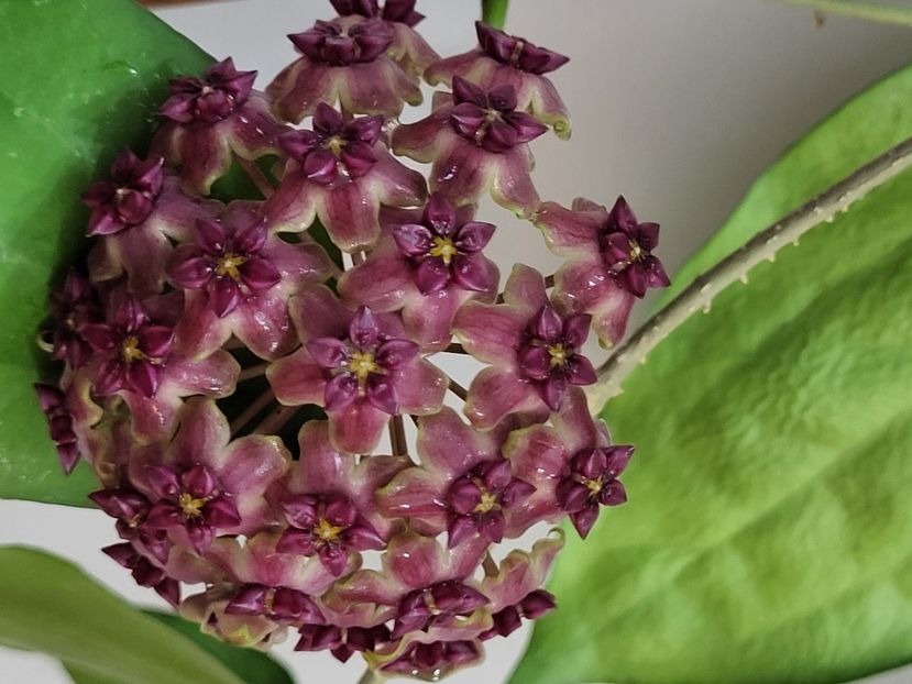  - Hoya Cinnamomifolia var purpureofusca