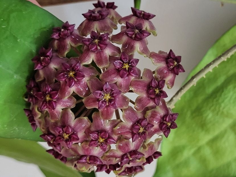  - Hoya Cinnamomifolia var purpureofusca