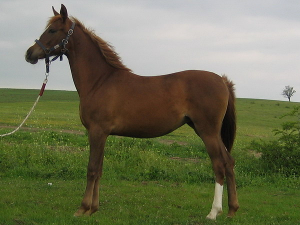A-parma-4 - My horses - Arabian