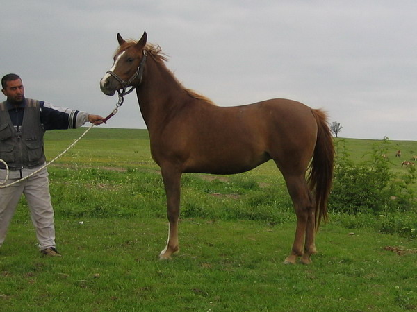A-Prima-4 - My horses - Arabian
