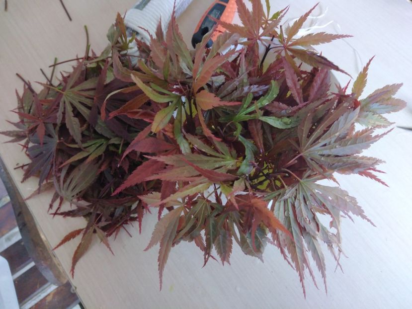  - 8 aprilie - Butasiri în verde arțar japonez