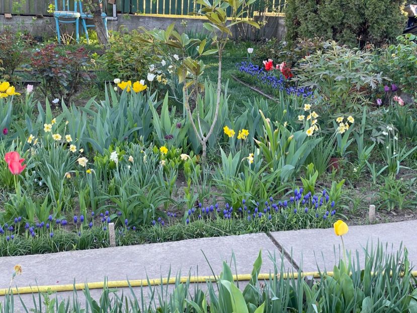  - 002 Grădina 2024 1