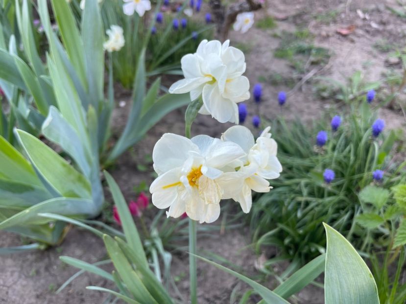  - 002 Grădina 2024 1