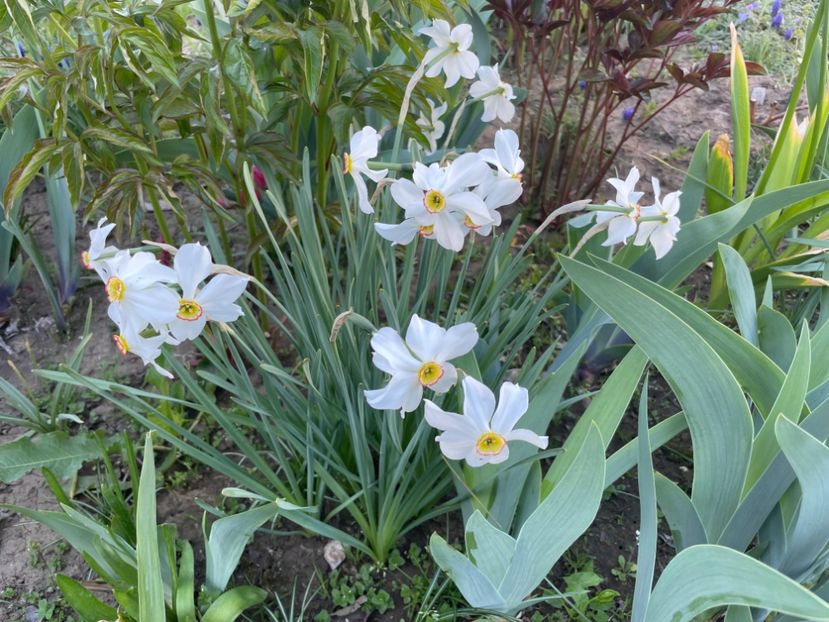  - 002 Grădina 2024 1