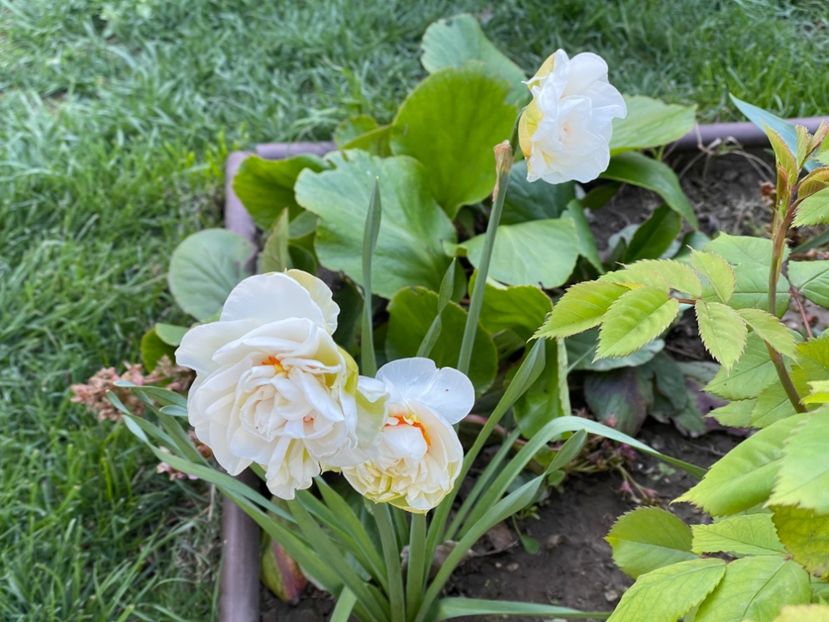  - 002 Grădina 2024 1