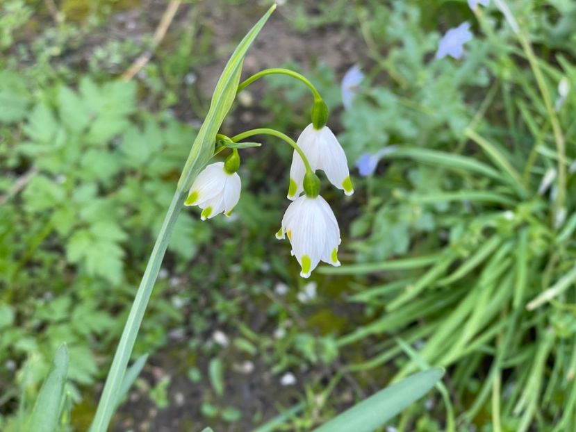  - 002 Grădina 2024 1