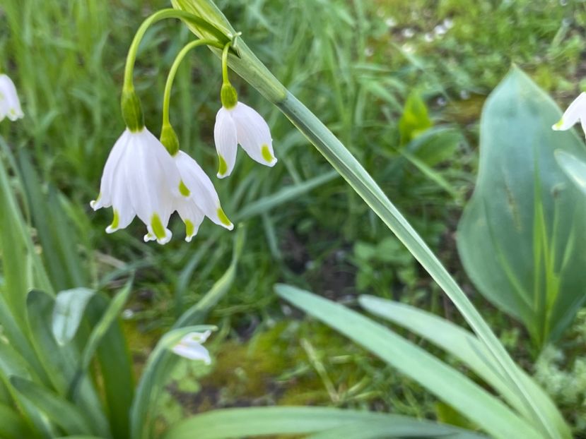  - 002 Grădina 2024 1