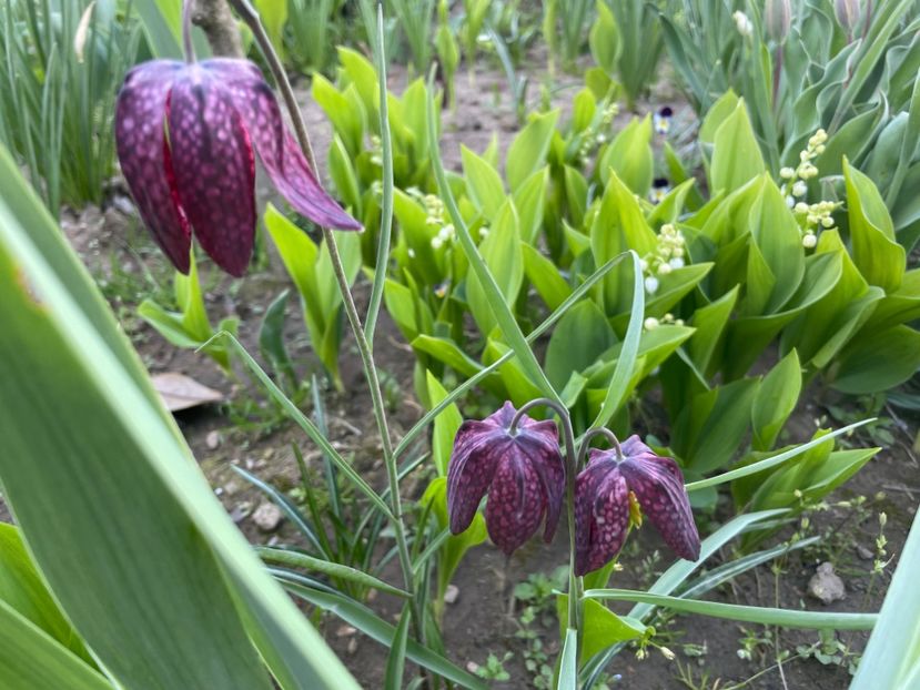  - 002 Grădina 2024 1