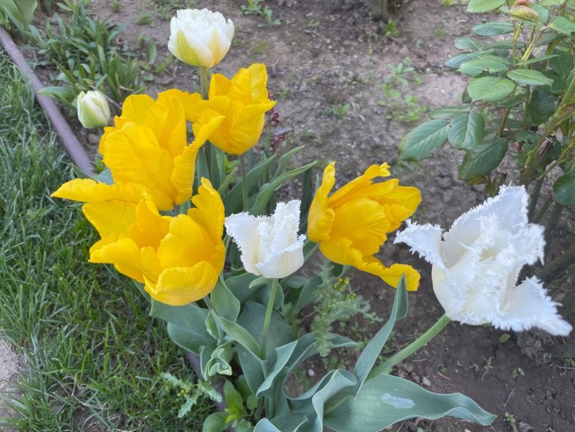  - 002 Grădina 2024 1