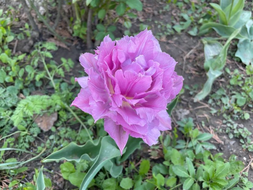  - 002 Grădina 2024 1