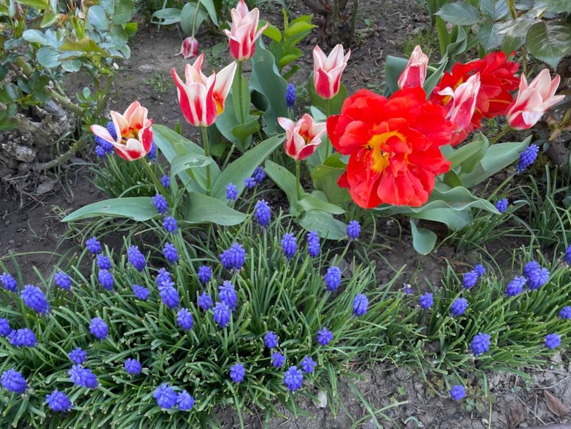  - 002 Grădina 2024 1