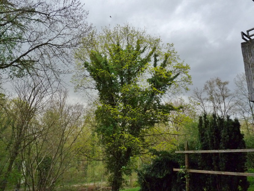  - 2024 - 01 - Primavara