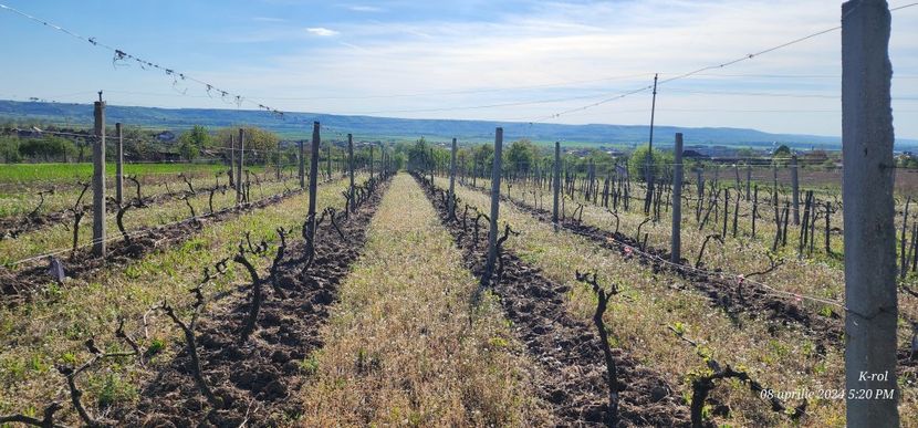 2024 - Vița de Vie 2021