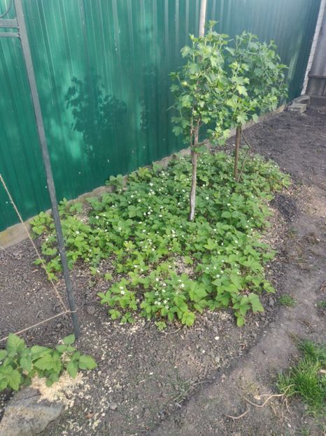 Fragaria vesca(frăguțe de pădure) - Gradina si terasa PrimaLuce__11-Hello 2024