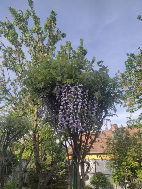  - Gradina si terasa PrimaLuce__11-Hello 2024