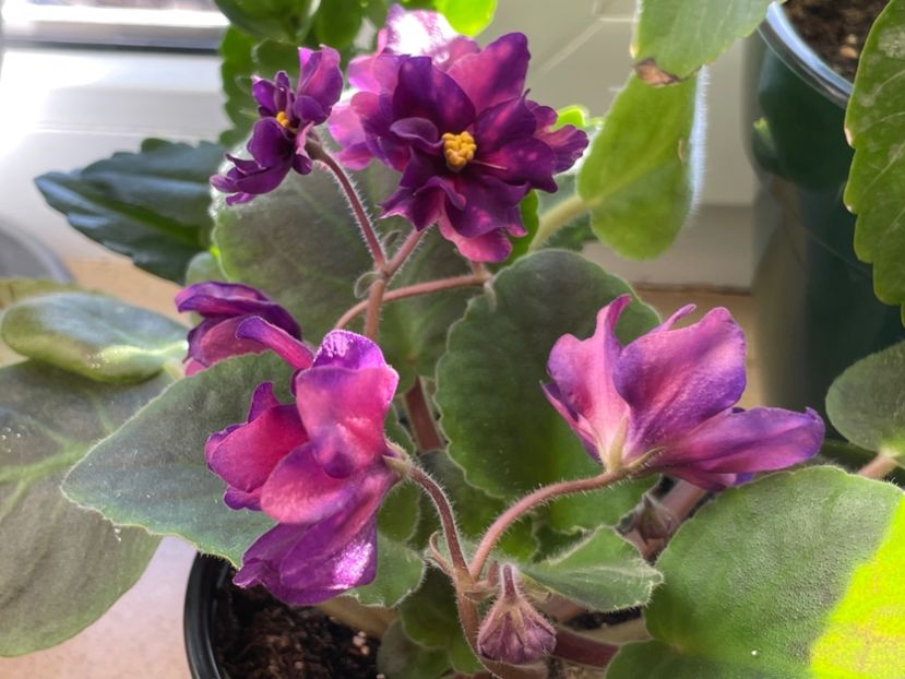  - 001 Violete 2023-2024