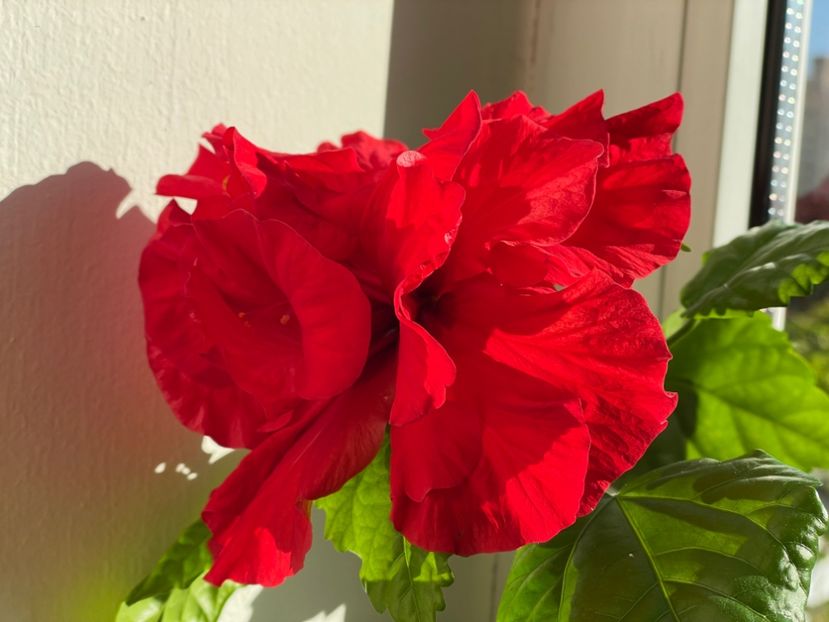  - 001 - Hibiscusi 2024 - 1