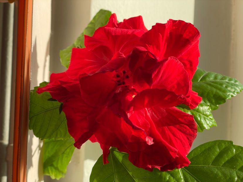  - 001 - Hibiscusi 2024 - 1