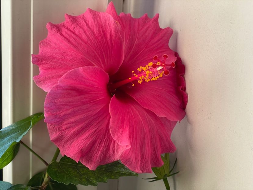  - 001 - Hibiscusi 2024 - 1