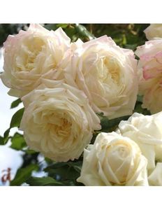 alaska urcator altoit - G Trandafiri de vanzare