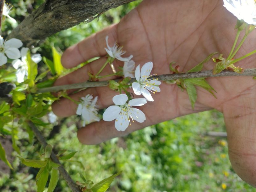 Vedere lăstar primăvara - Cireș de la nea Sorel