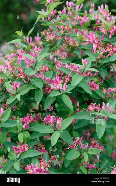 Lonicera tatarica - A Arbusti pomi decorativi și fructiferi urcatoare de vanzare