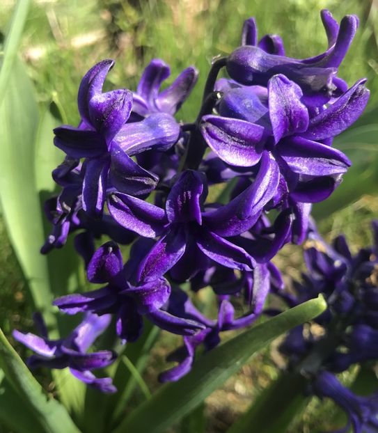 Hyacinth Peter Stuyvesant (2020, Apr.02) - Hyacinth Peter Stuyvesant