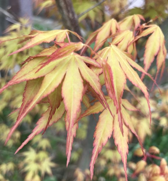 Acer palmatum Katsura (2020, April 01) - Acer palmatum Katsura