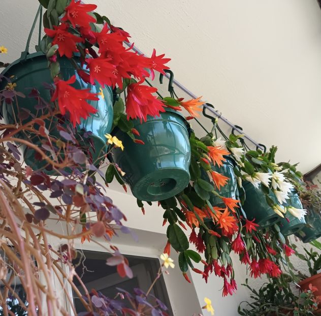  - Linişte şi flori