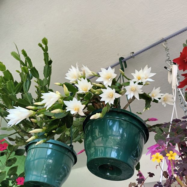  - Linişte şi flori