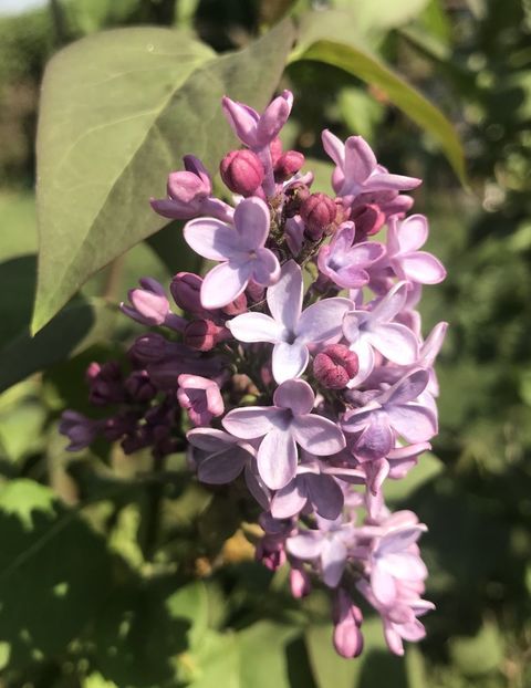 Lilac (2020, April 12) - Syringa vulgaris Lilac