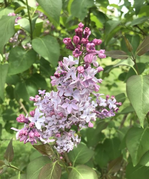 Lilac (2020, April 17) - Syringa vulgaris Lilac