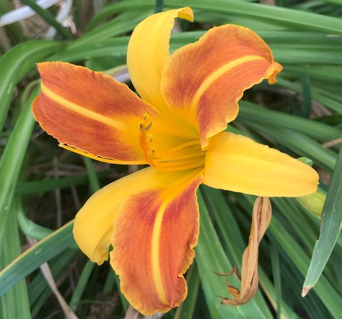 Daylily Frans Hals (2020, Aug.13) - Hemerocallis Frans Hals